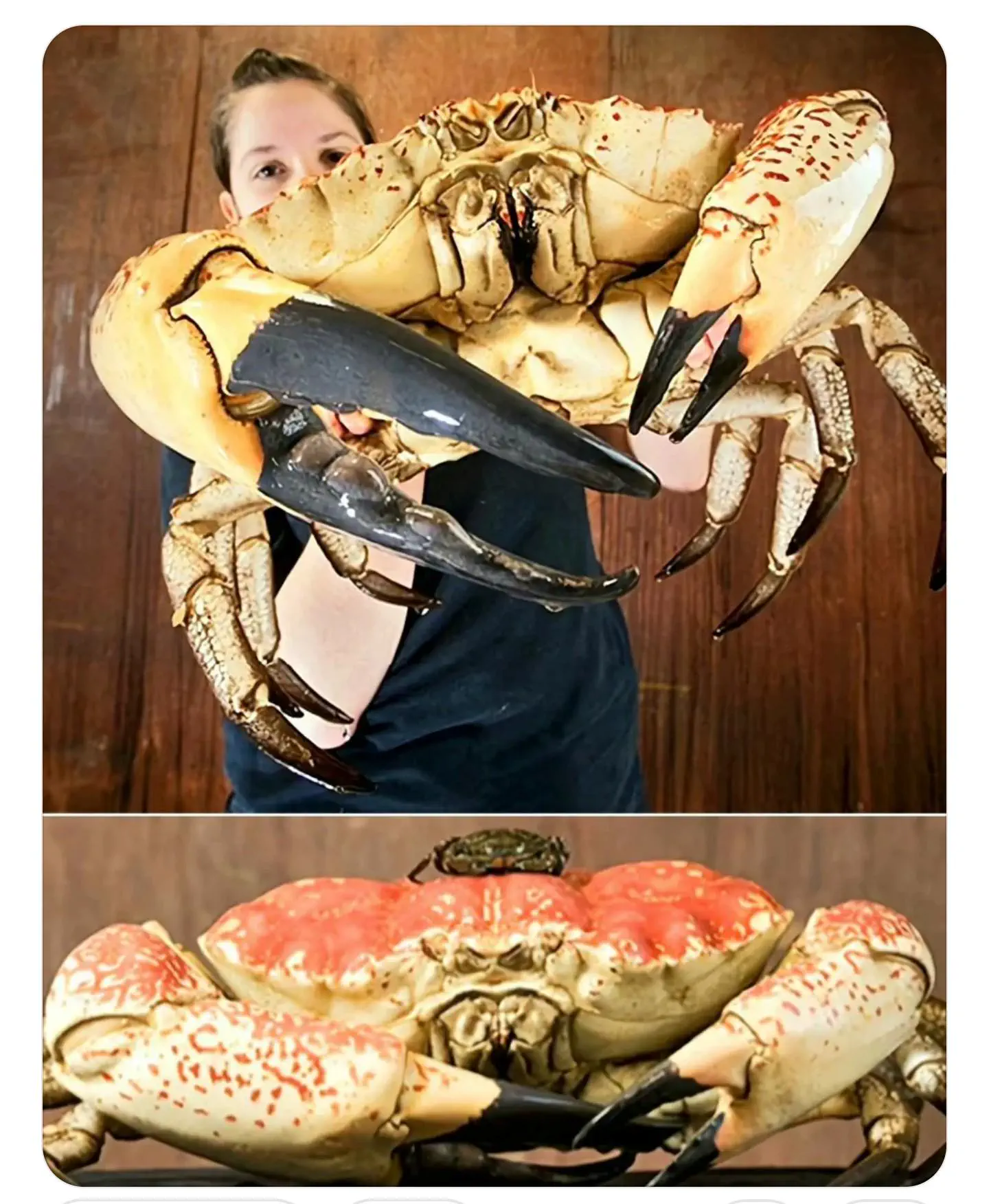 20 Mind-Blowing Behemoths That Redefine Huge! 🦀🦐 40 Absolute Units of a Tasmanian giant crab