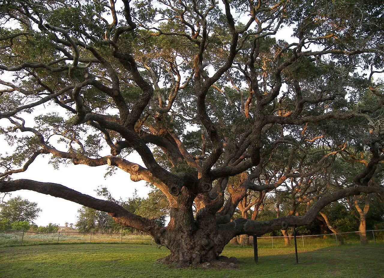 12 Over-The-Top Absolute Units That Will Take Your Breath Away! đ 18 Absolute Units of a Texas Tree
