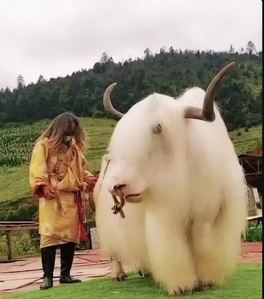 10 Massive Creatures That Will Leave You Awestruck! đđŸ 12 absolute units of a tibetan white yak