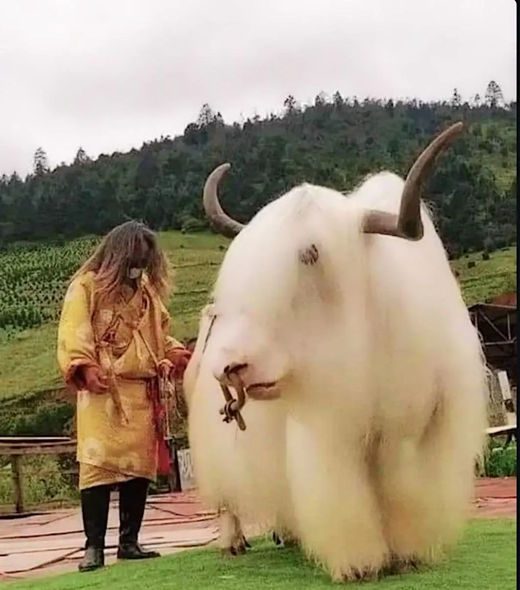 10 Massive Creatures That Will Leave You Awestruck! đđŸ 14 Absolute Units of a Tibetan White Yak