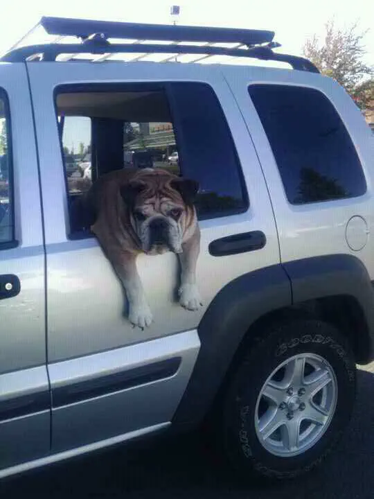 10 Massive Creatures That Will Leave You Awestruck! đđŸ 22 Absolute Units of a tired dog