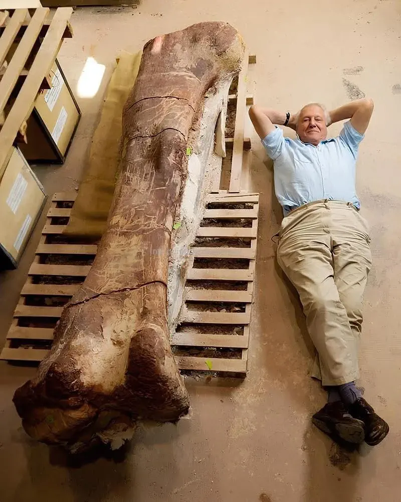 23 Outrageously Large Wonders You Must See! đđ 42 Absolute Units of a Titanosaur's Femur compared to David Attenborough
