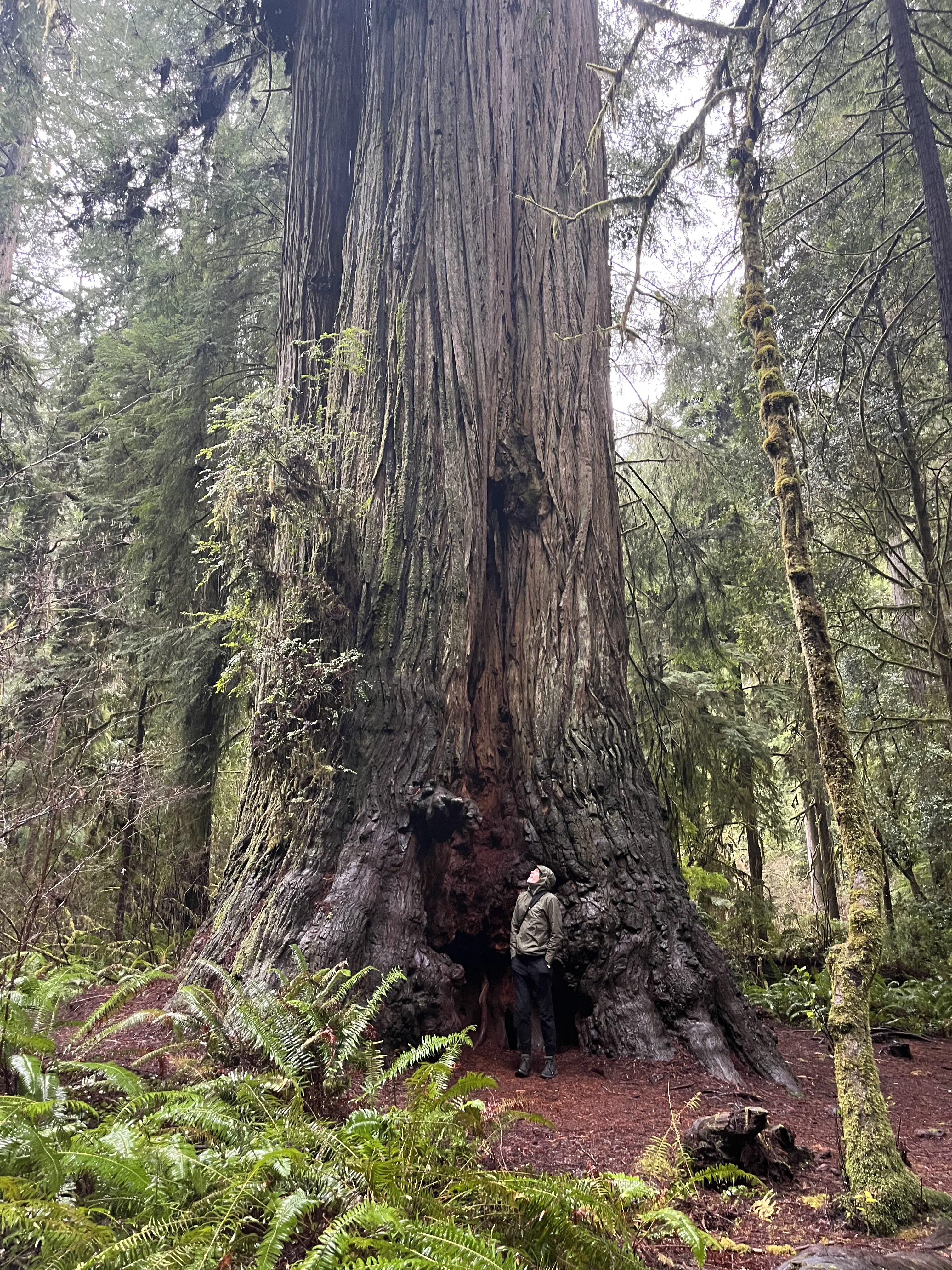 20 Extraordinary Beasts That Challenge Our Definition of Big! đŠ 36 Absolute Units of a tree