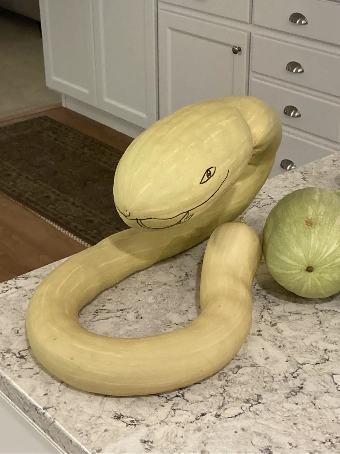 6 Astonishing Absolute Units That Challenge Your Perception! đ 14 Absolute Units of a Tromboncino(Italian zucchini)