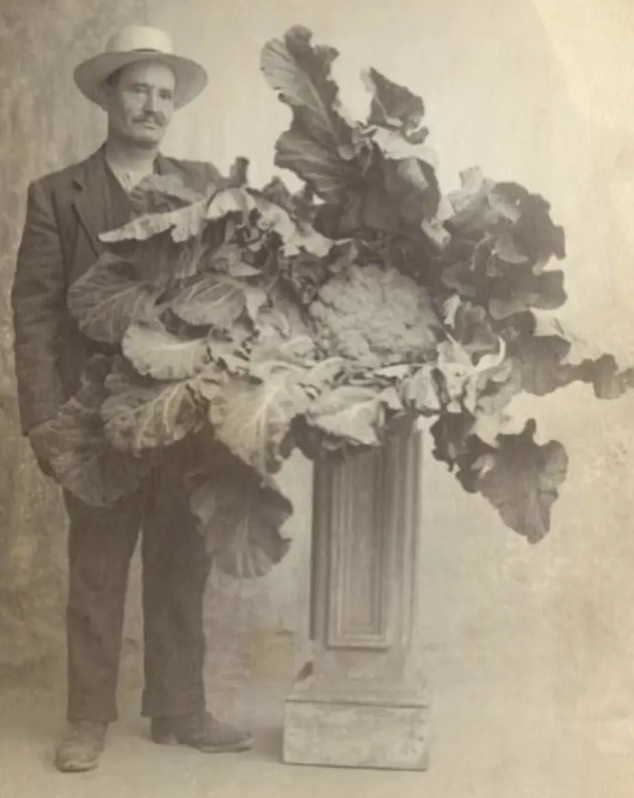 20 Mind-Blowing Behemoths That Redefine Huge! 🦀🦐 36 Absolute Units of a Victorian cauliflower