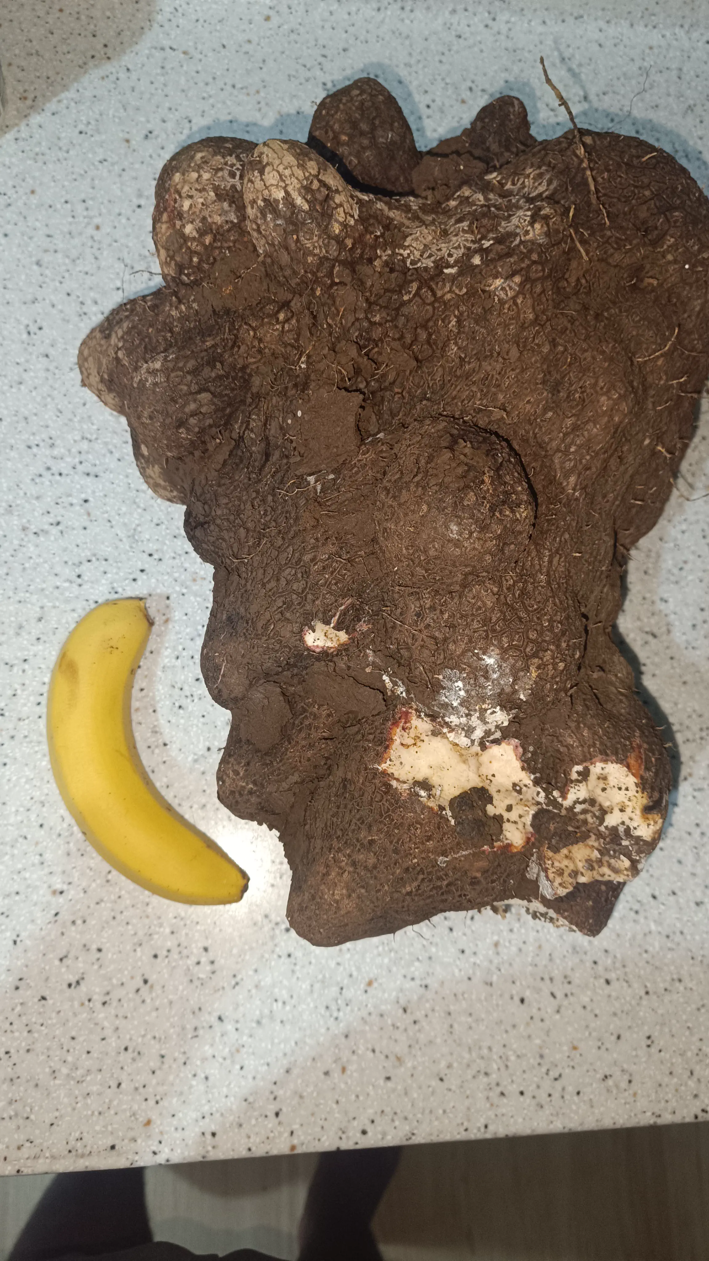 20 Mind-Blowing Behemoths That Redefine Huge! 🦀🦐 32 Absolute Units of a yam