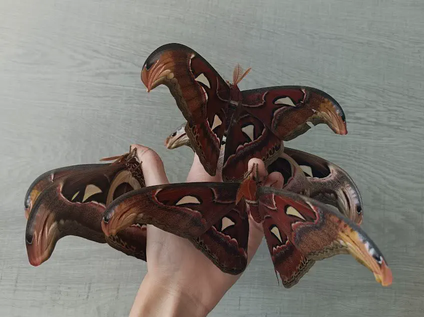23 Outrageously Large Wonders You Must See! đđ 41 Absolute Units of an atlas moth