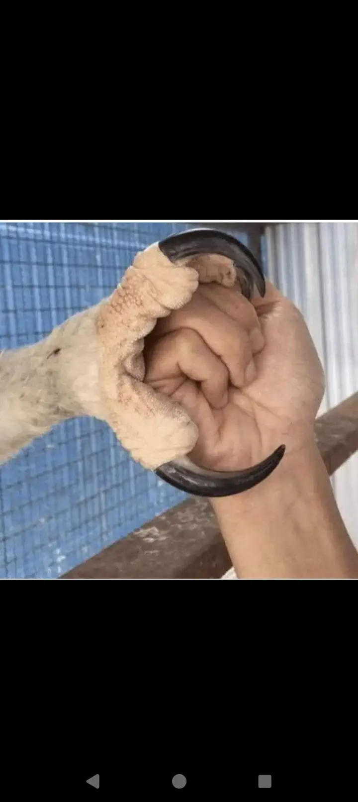 23 Outrageously Large Wonders You Must See! đđ 43 Absolute Units of an Eagle's Talon