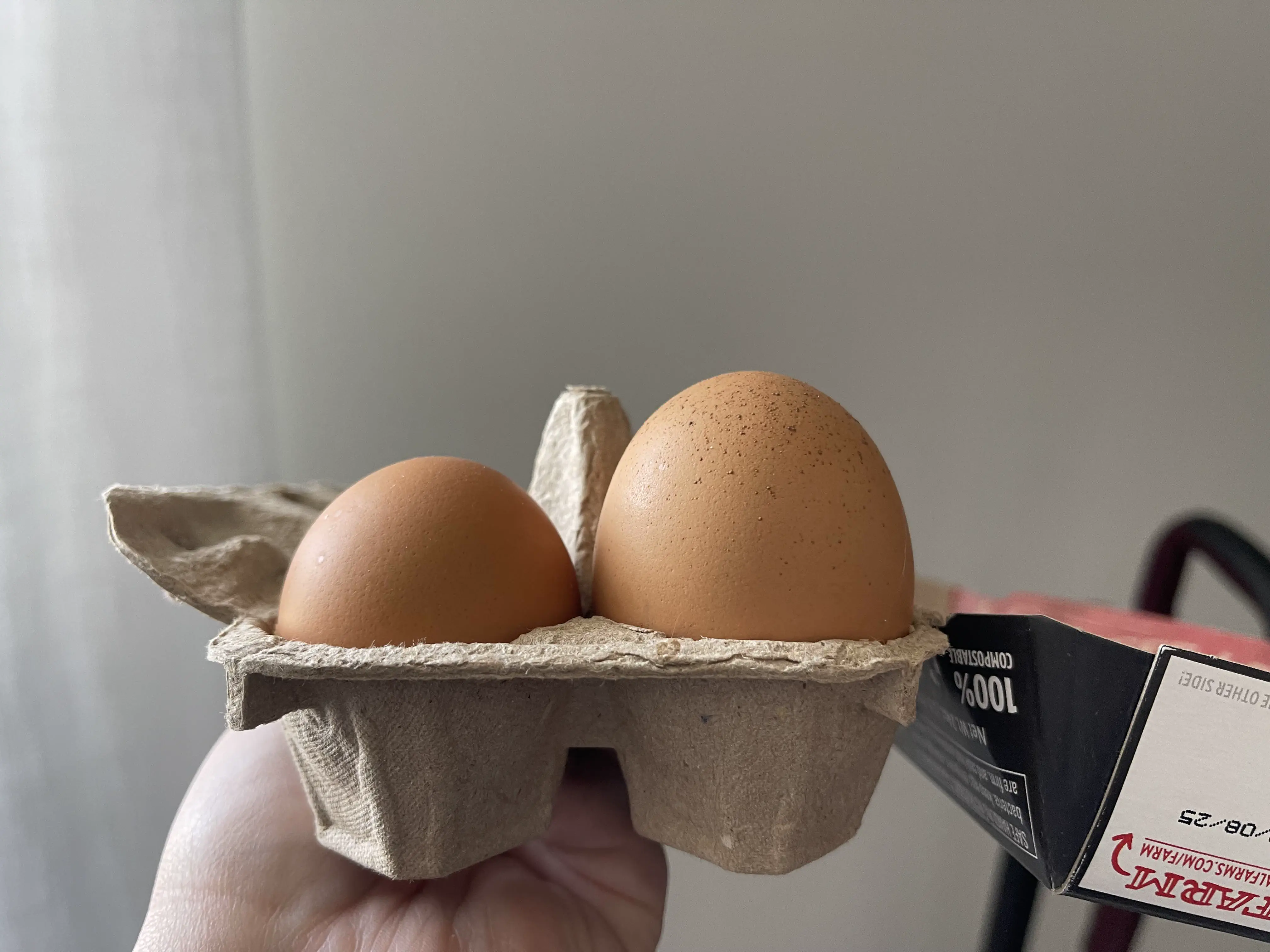 12 Truly Monumental Beasts That Will Astound You! đŠ 16 Absolute Units of an egg