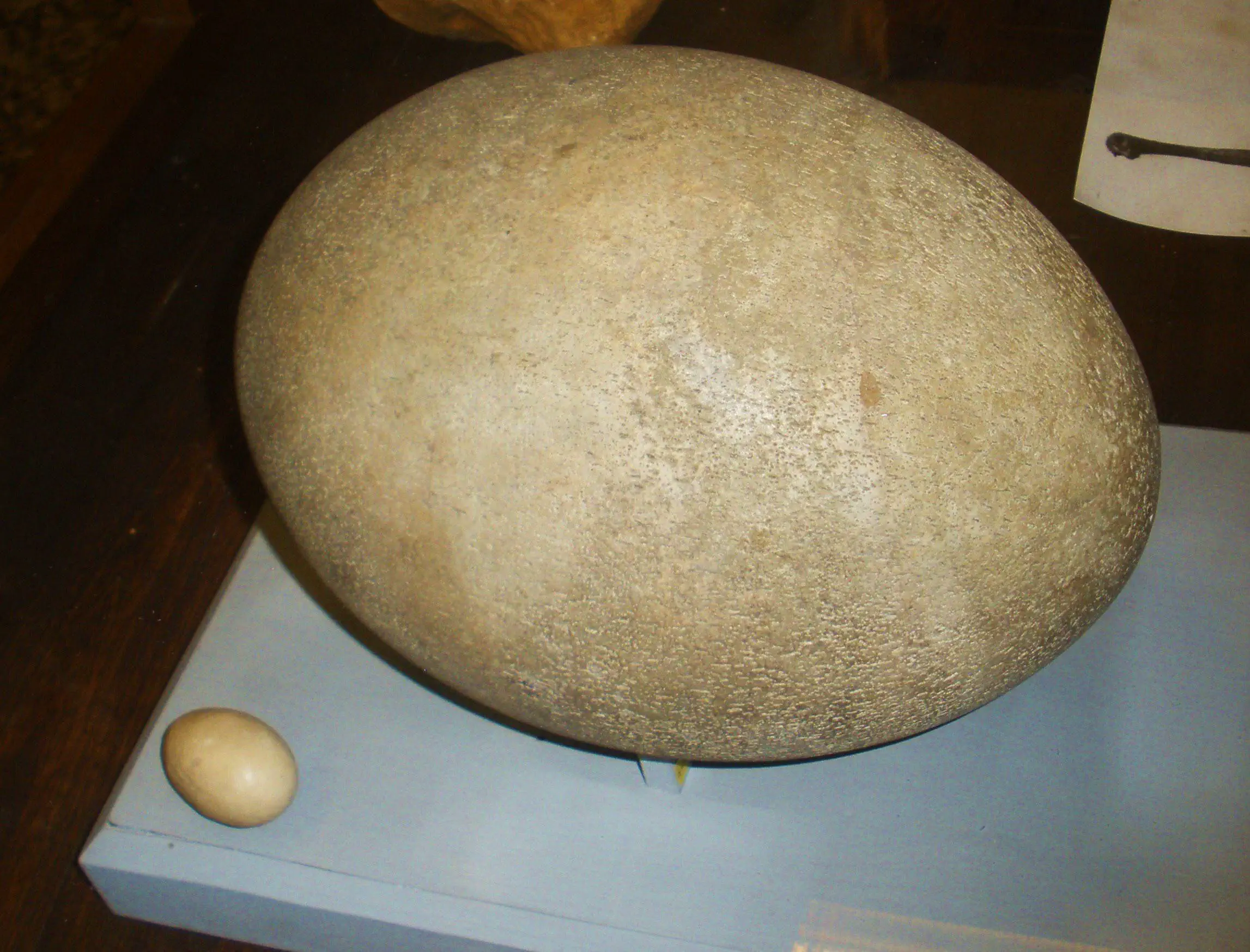 11 Mind-Blowing Absolute Units That Shatter Expectations! đđŸ 20 Absolute Units of an egg (of an extinct bird)
