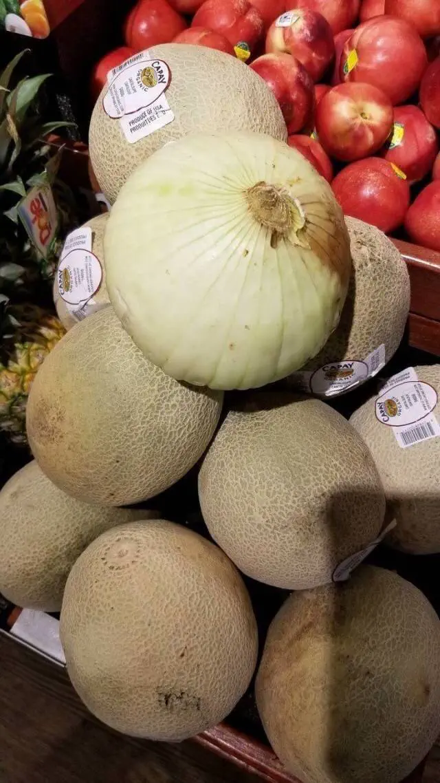 23 Remarkable Giants That Will Change Your Idea of 'Big' đ 33 Absolute Units of an Onion.
