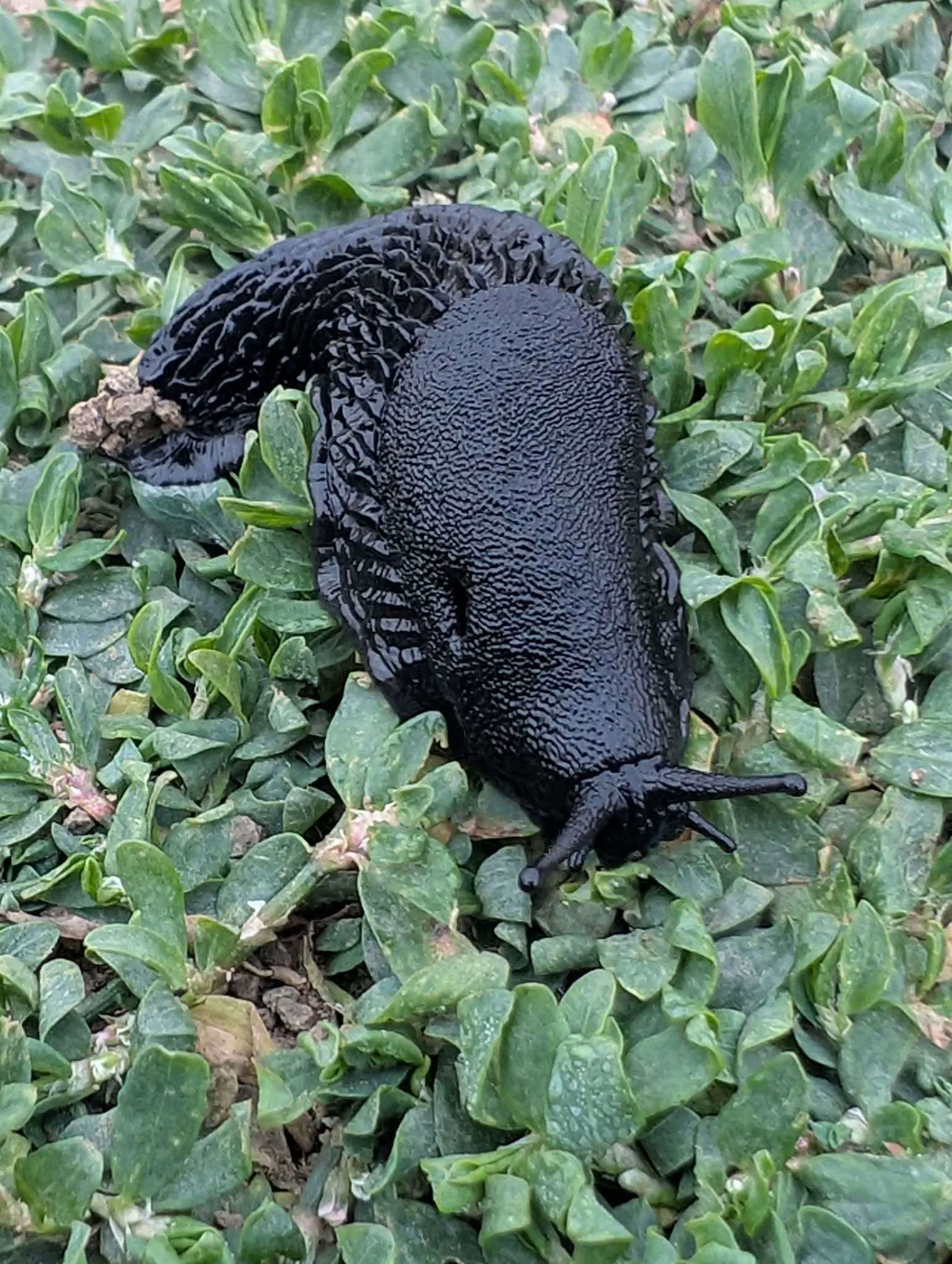 10 Epic Absolute Units That Will Change How You See Big! đŸ 15 Absolute Units of Black Slug