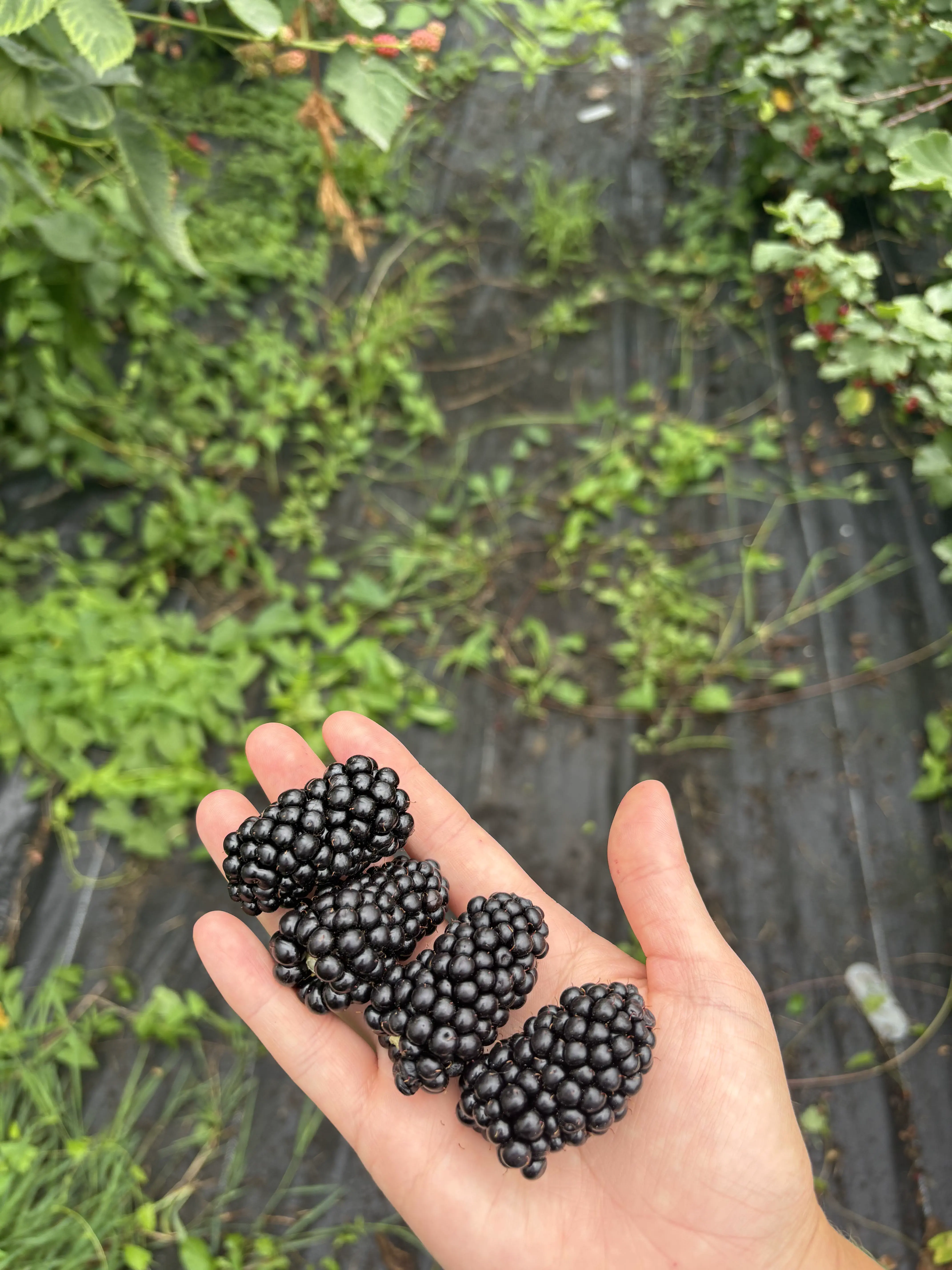 13 Extraordinary Absolute Units That Will Startle You! 🐾 18 Absolute Units of Blackberries