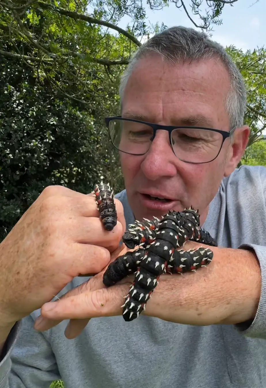 12 Truly Monumental Beasts That Will Astound You! đŠ 22 Absolute Units of caterpillars