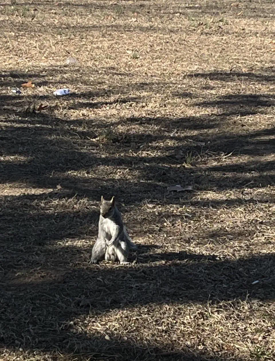 23 Remarkable Giants That Will Change Your Idea of 'Big' đ 39 Absolute Units of deeznutz!!