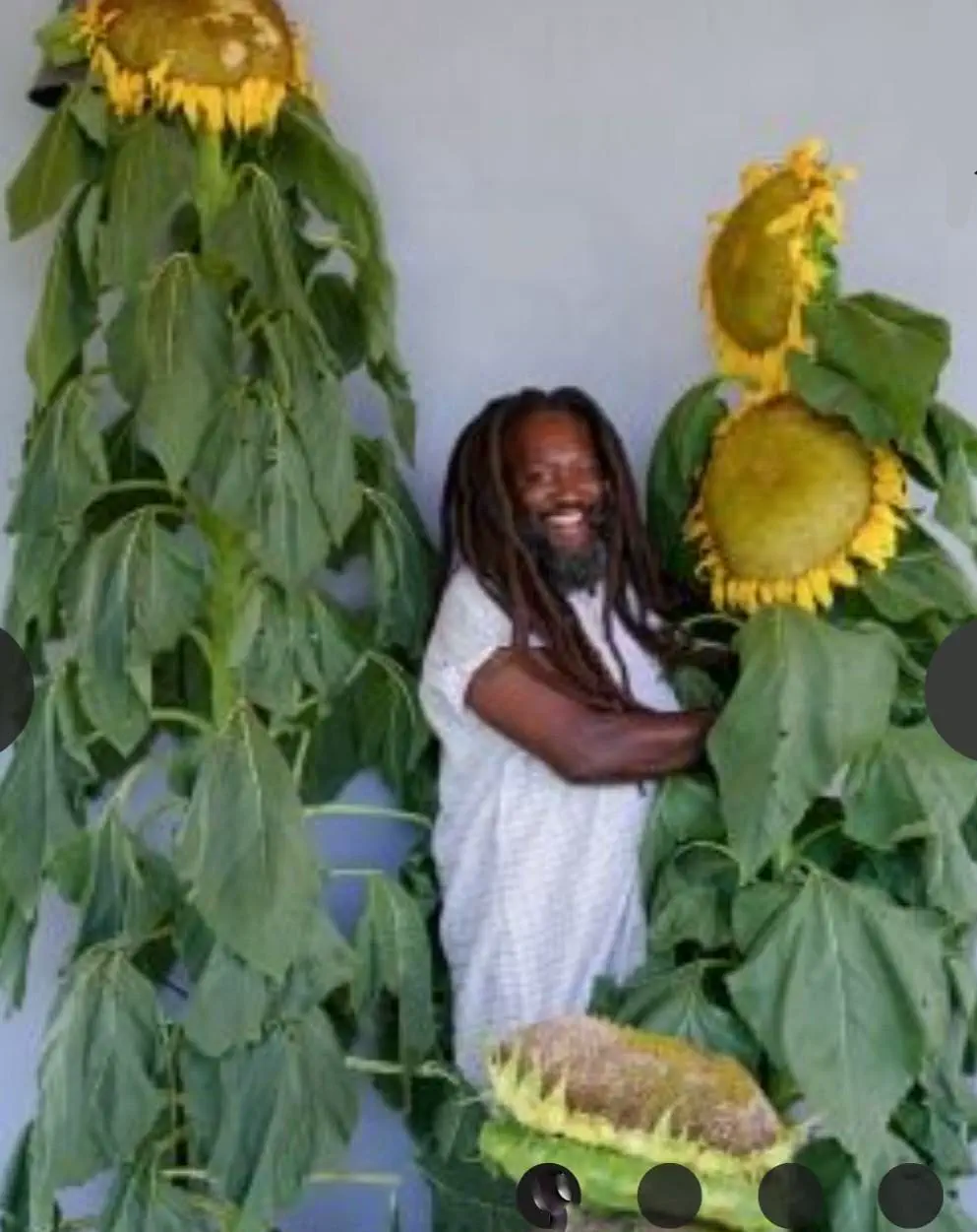 10 Epic Absolute Units That Will Change How You See Big! đŸ 17 Absolute Units of Heirloom Sunflowers