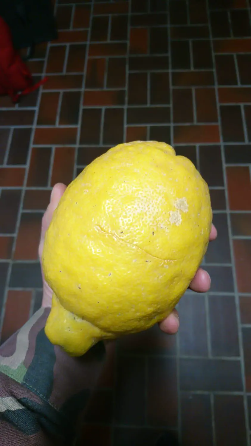 12 Giant Beasts that Redefine Size Expectations! 🦁 21 Absolute Units of lemon I grew