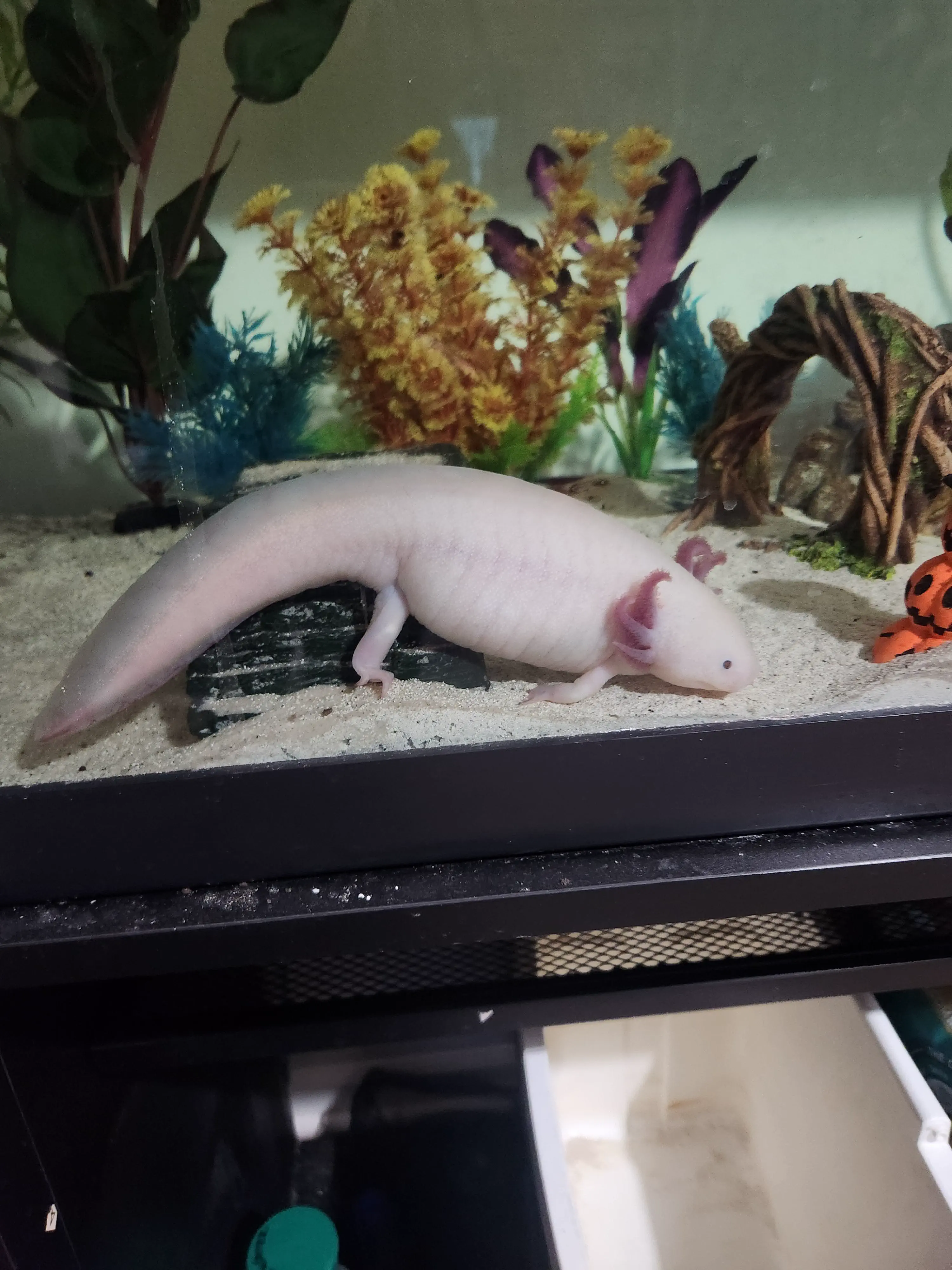16 Hilariously Massive Oddities That Defy Belief! 🐾🤯 24 Absolute Units of my Axolotl