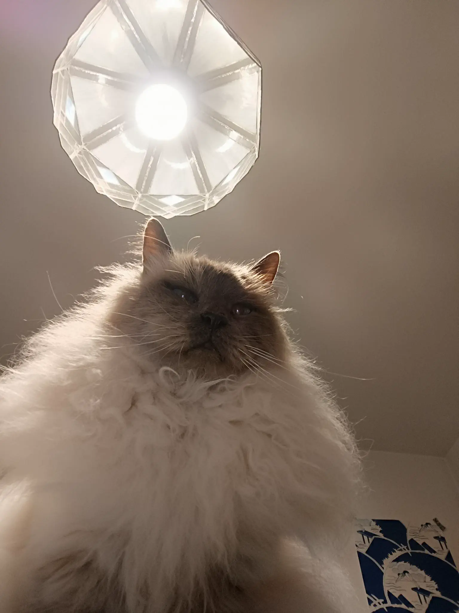 19 Monstrous Marvels That Challenge Your Perception of Size! 🦙🔍 39 Absolute Units of my Mom's cat