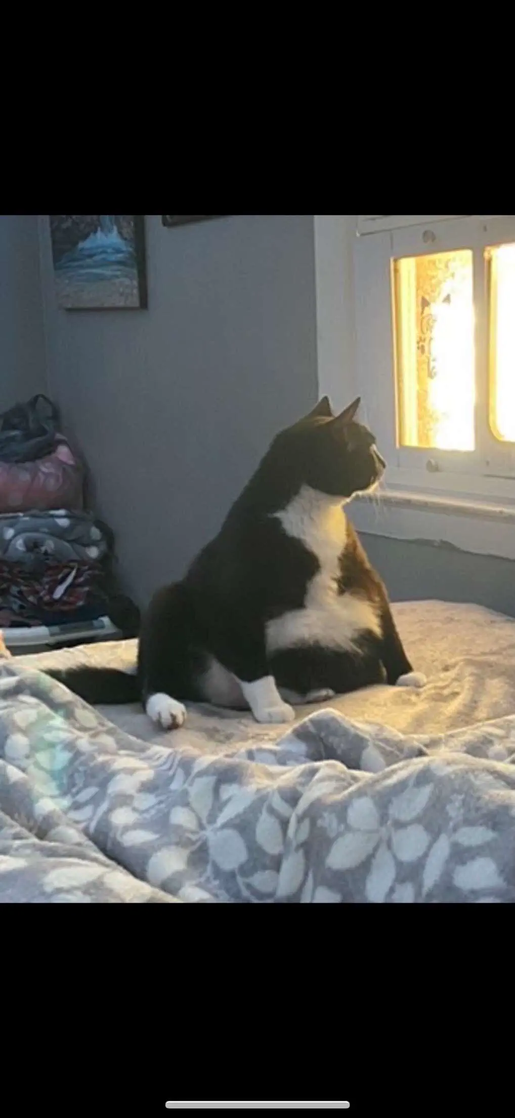 10 Absolutely Stunning Oddities That Will Blow Your Mind! đ„ 22 Absolute Units of my sisters cat