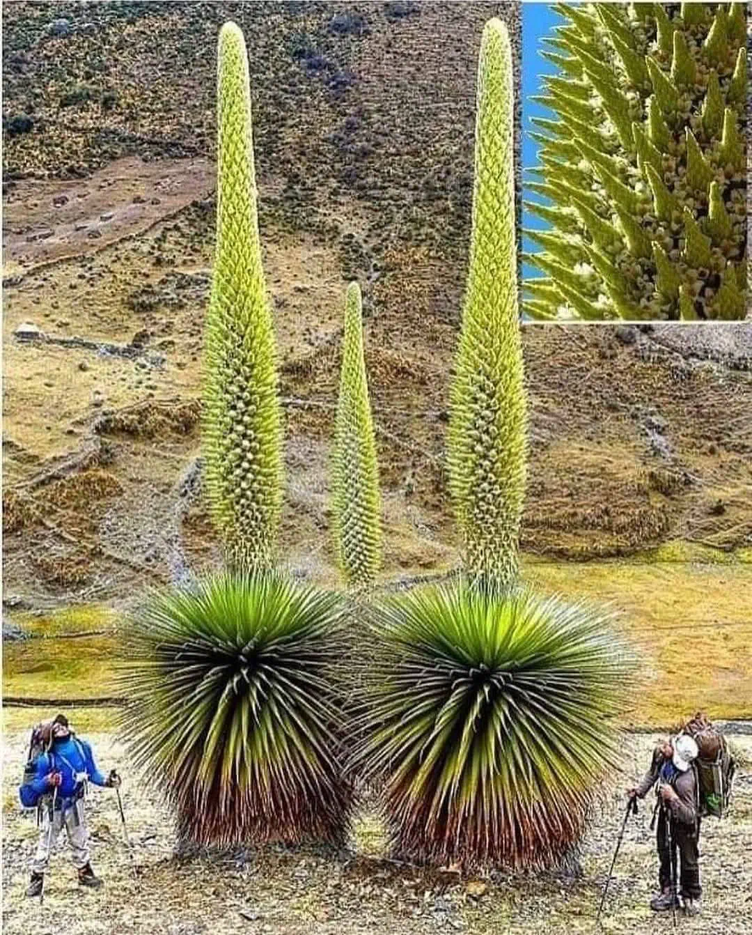 20 Extraordinary Beasts That Challenge Our Definition of Big! đŠ 22 Absolute Units of plants in Mexico