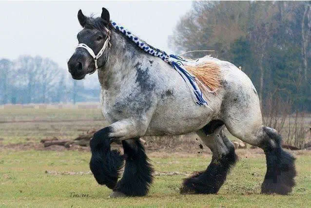 12 Mind-Blowing Absolute Units That Will Absolutely Amaze You! đ 14 absolute units the ardennes is one of the oldest breeds of draft horse dating back to ancient rome