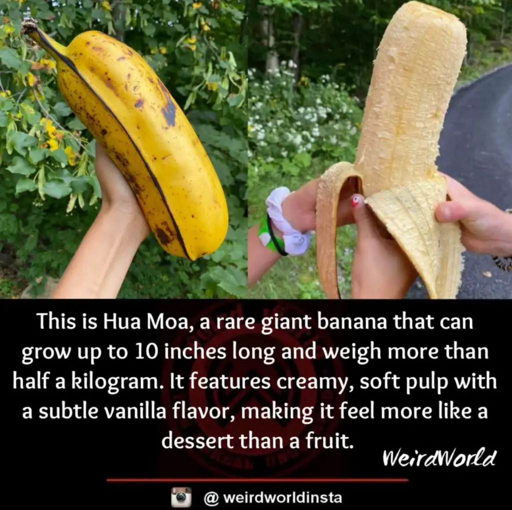 10 Colossal Creatures That Will Leave You Speechless! đ» 12 absolute units of a banana 1