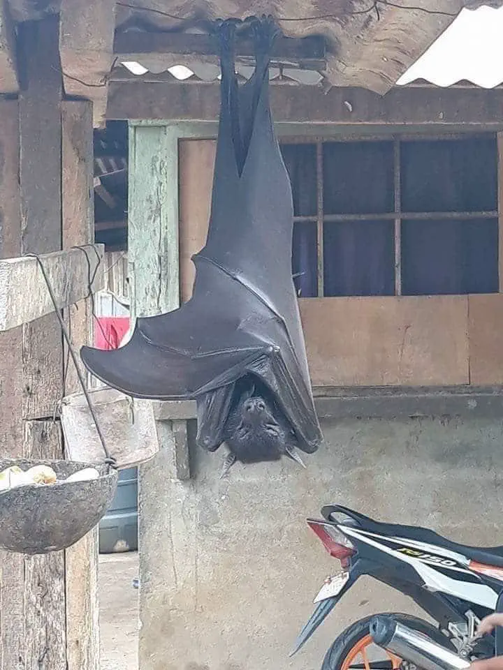12 Shocking Absolute Units You'll Have to See! đČ 24 Absolute Units of a Bat