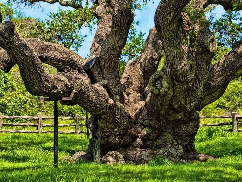 13 Extraordinary Giants Ready to Blow Your Mind! đ 30 Absolute Units of a big tree, Texas