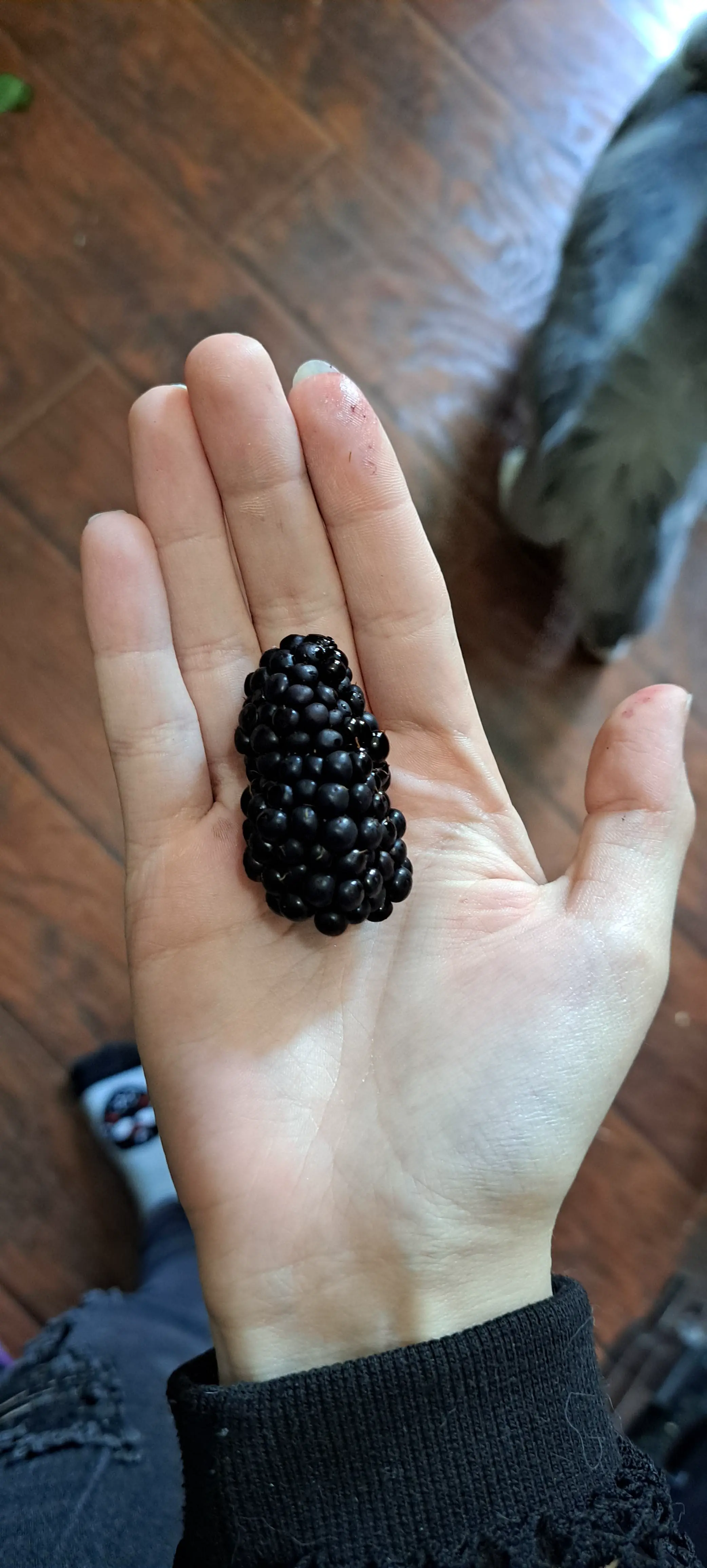 12 Unbelievably Massive Oddities That Will Amaze You! đ 21 Absolute Units of a Blackberry