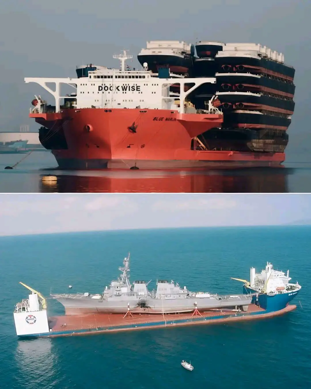 10 Unbelievable Massive Oddities You Have to See! 🦁🤯 15 Absolute Units of a Blue Marlin transport ship