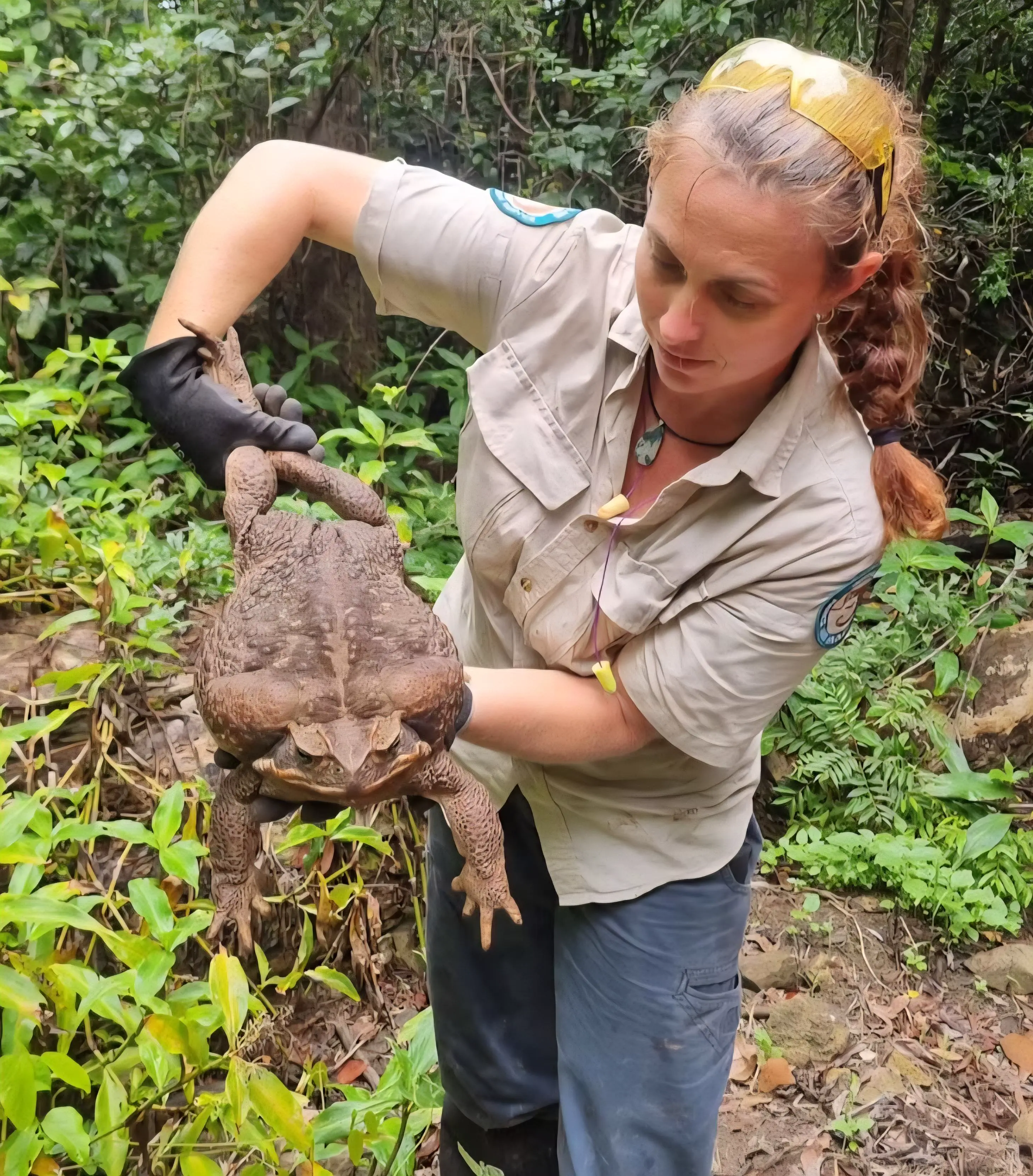 12 Shocking Absolute Units You'll Have to See! đČ 17 Absolute Units of a cane toad