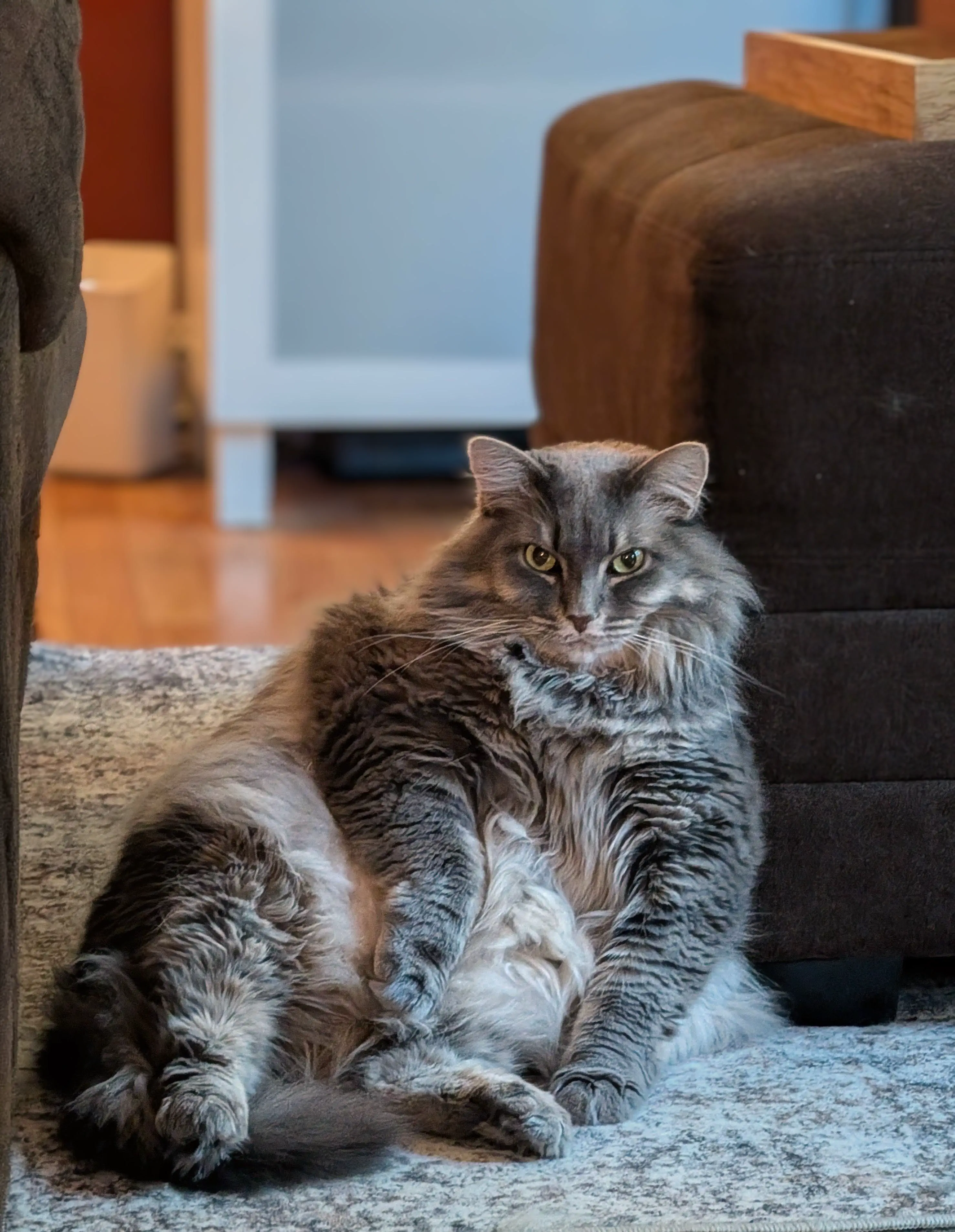 9 Unbelievable Absolute Units That Will Leave You Speechless! đ 14 Absolute Units of a cat. 22lb just chillin