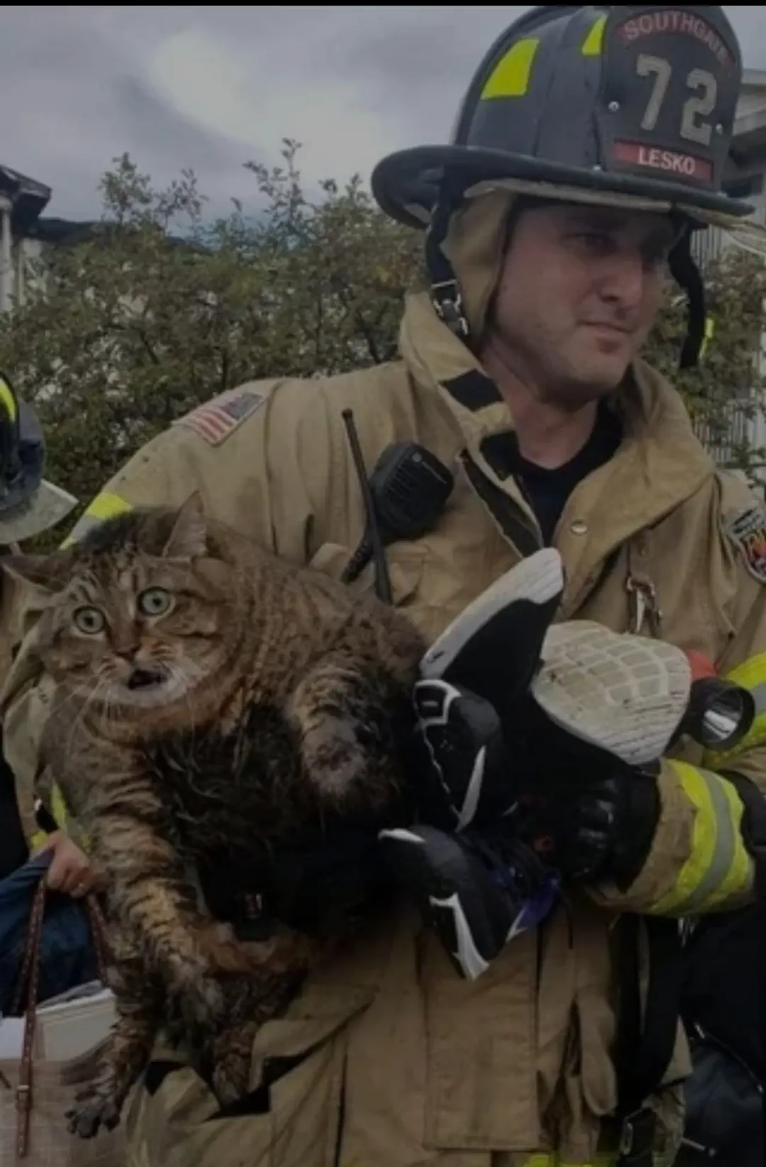 10 Chonky Oddities That Will Leave You Speechless! 🤯 22 Absolute Units of a cat