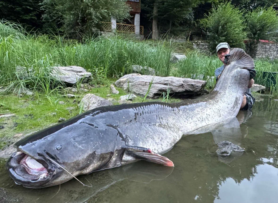 10 Whopping Oddities That Will Bend Your Mind! 🐾 16 Absolute Units of a catfish