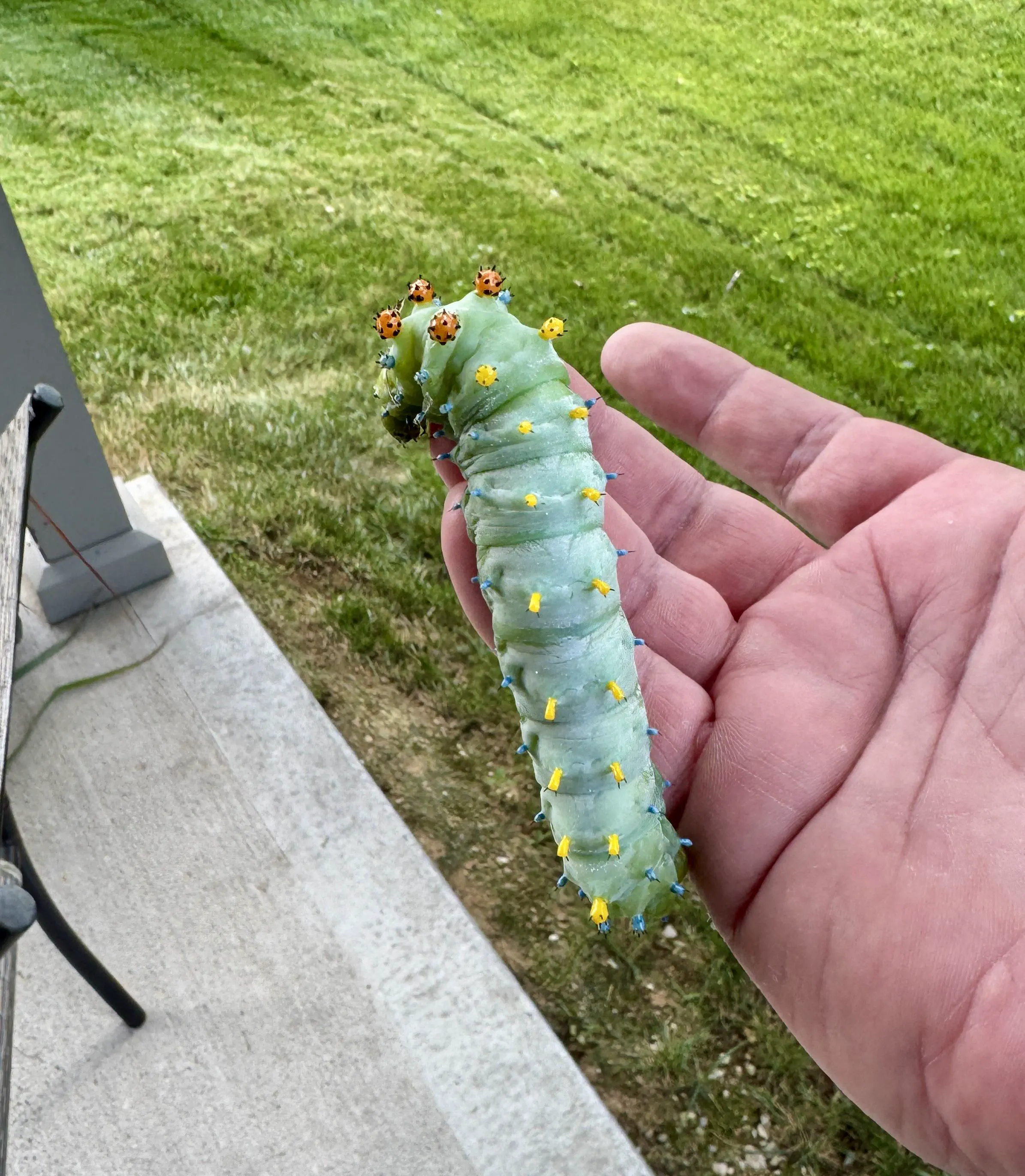 10 Unbelievable Massive Oddities You Have to See! 🦁🤯 19 Absolute Units of a Cecropia Moth Caterpillar