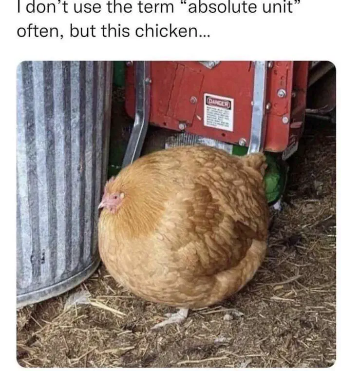 9 Unbelievable Oddities That Redefine 'Massive'! đđ 11 absolute units of a chicken 1