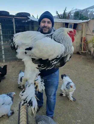 12 Giant Oddities That Will Change How You See Size! đ„ 17 Absolute Units of a chicken