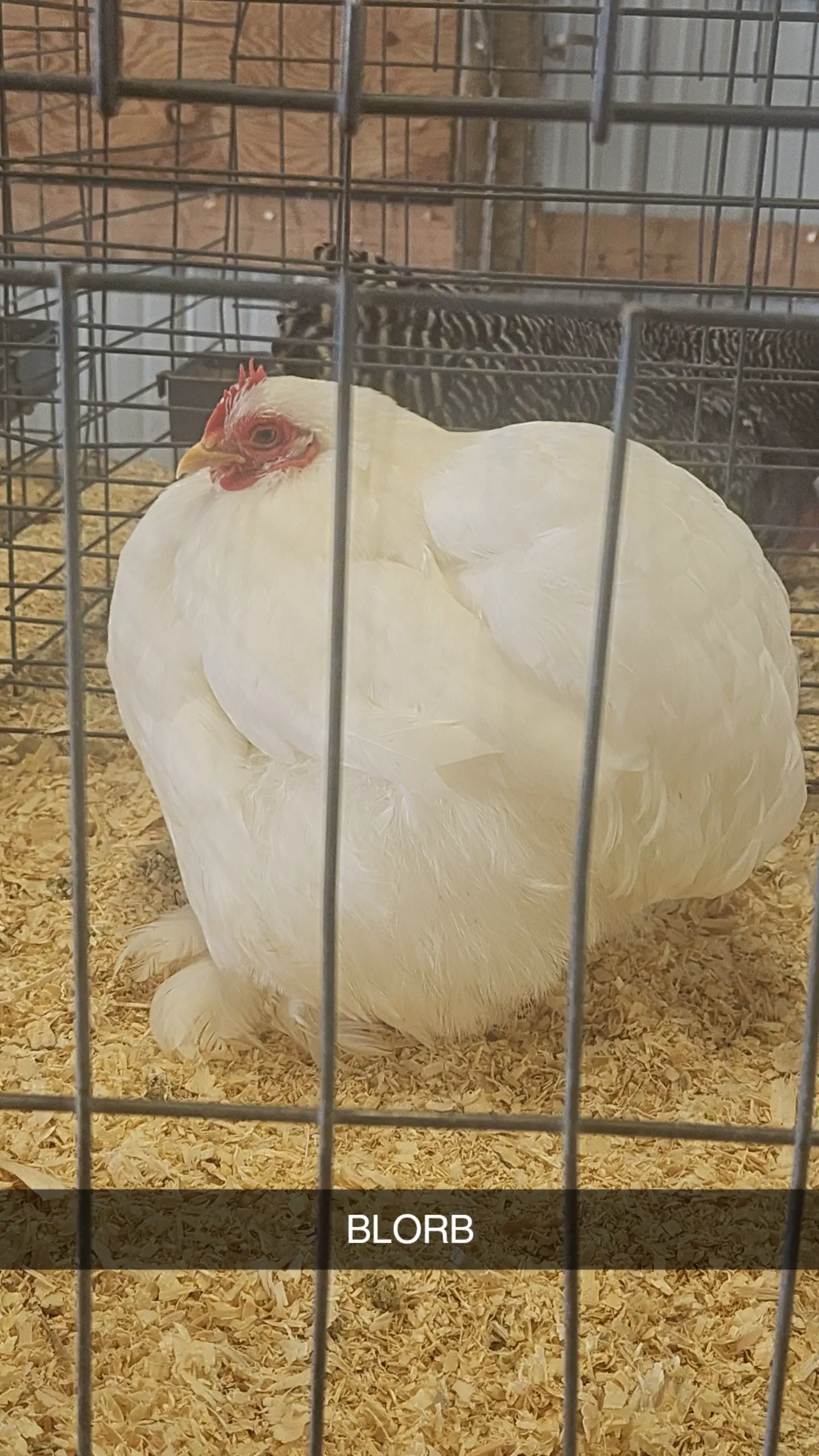 Unveiling 8 Absolute Units That Dazzle and Amaze! đđ 17 Absolute Units of a chomken