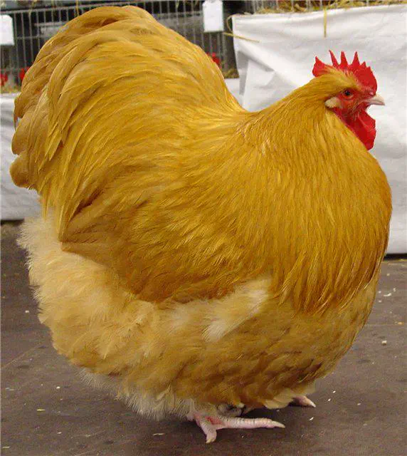 6 Mind-Blowing Oddities That Will CHANGE Your Perspective! đ„ 8 absolute units of a cock