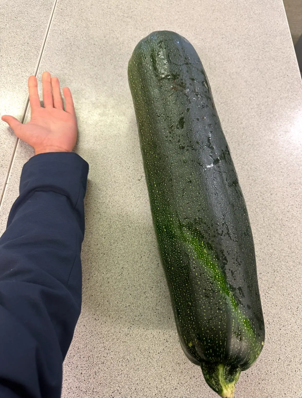 Unveiling 8 Absolute Units That Dazzle and Amaze! đđ 15 Absolute Units of a courgette my schoolâs food room somehow got a hold of