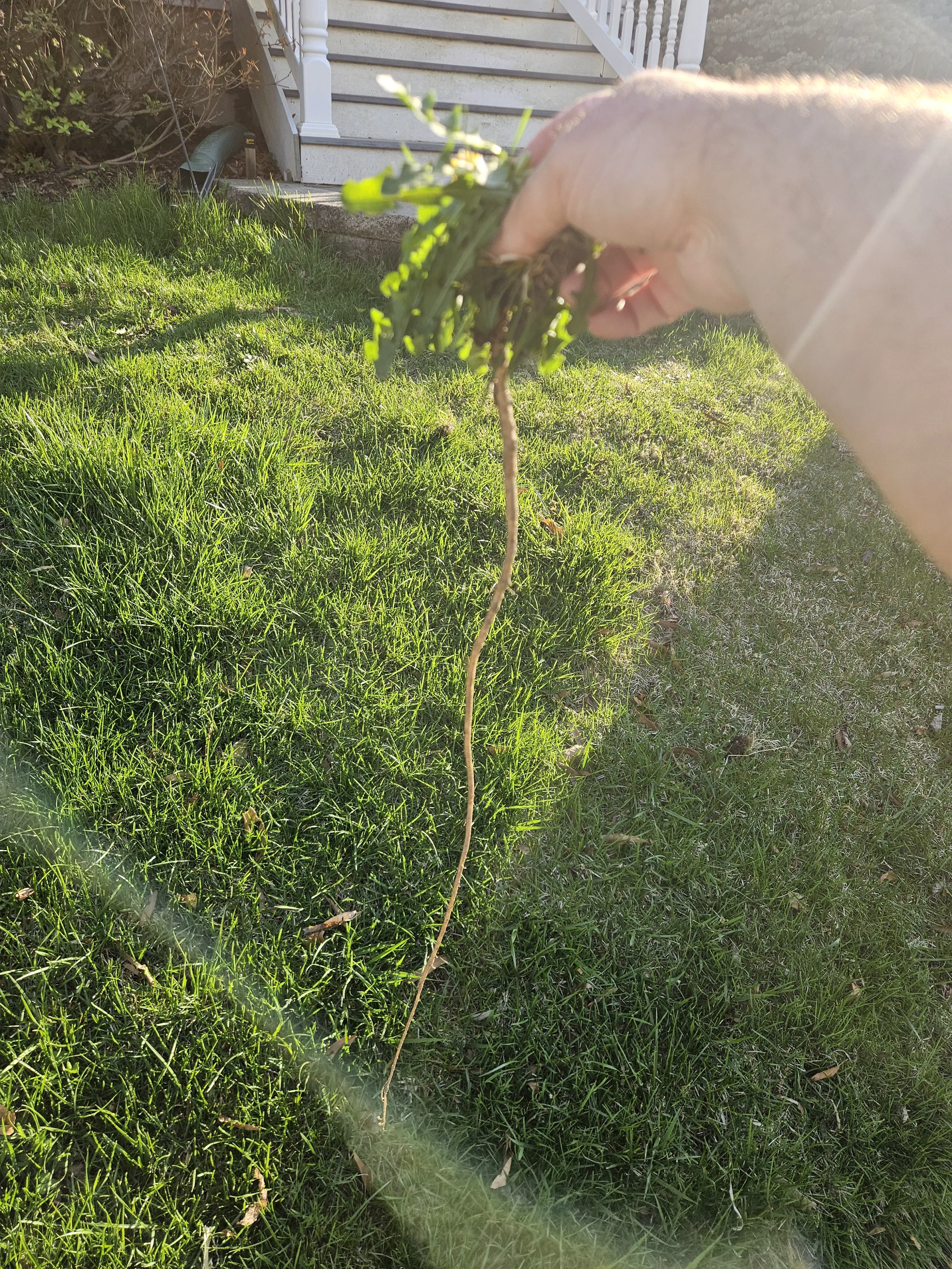 12 Giant Oddities That Will Change How You See Size! đ„ 15 Absolute Units of a dandelion root
