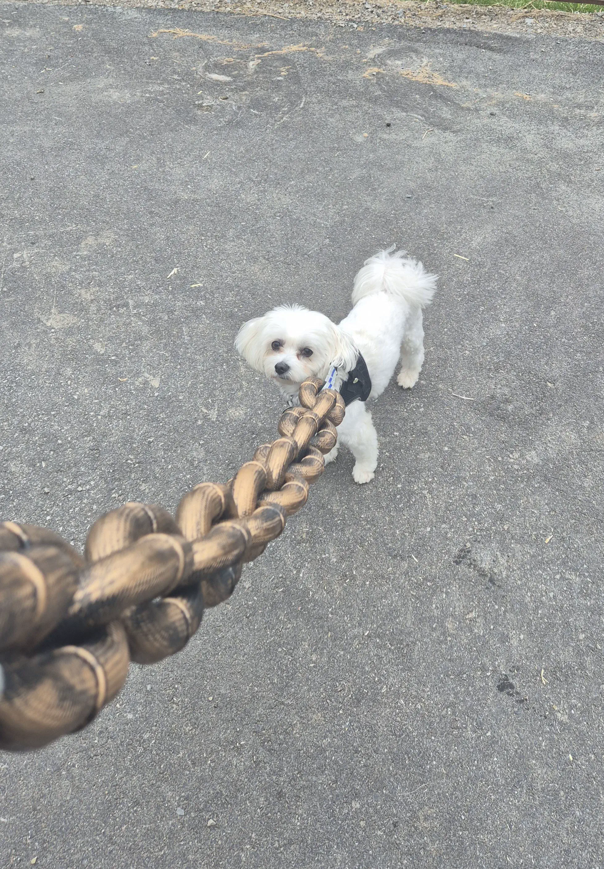 6 Mind-Blowing Oddities That Will CHANGE Your Perspective! đ„ 13 Absolute Units of a dog leash