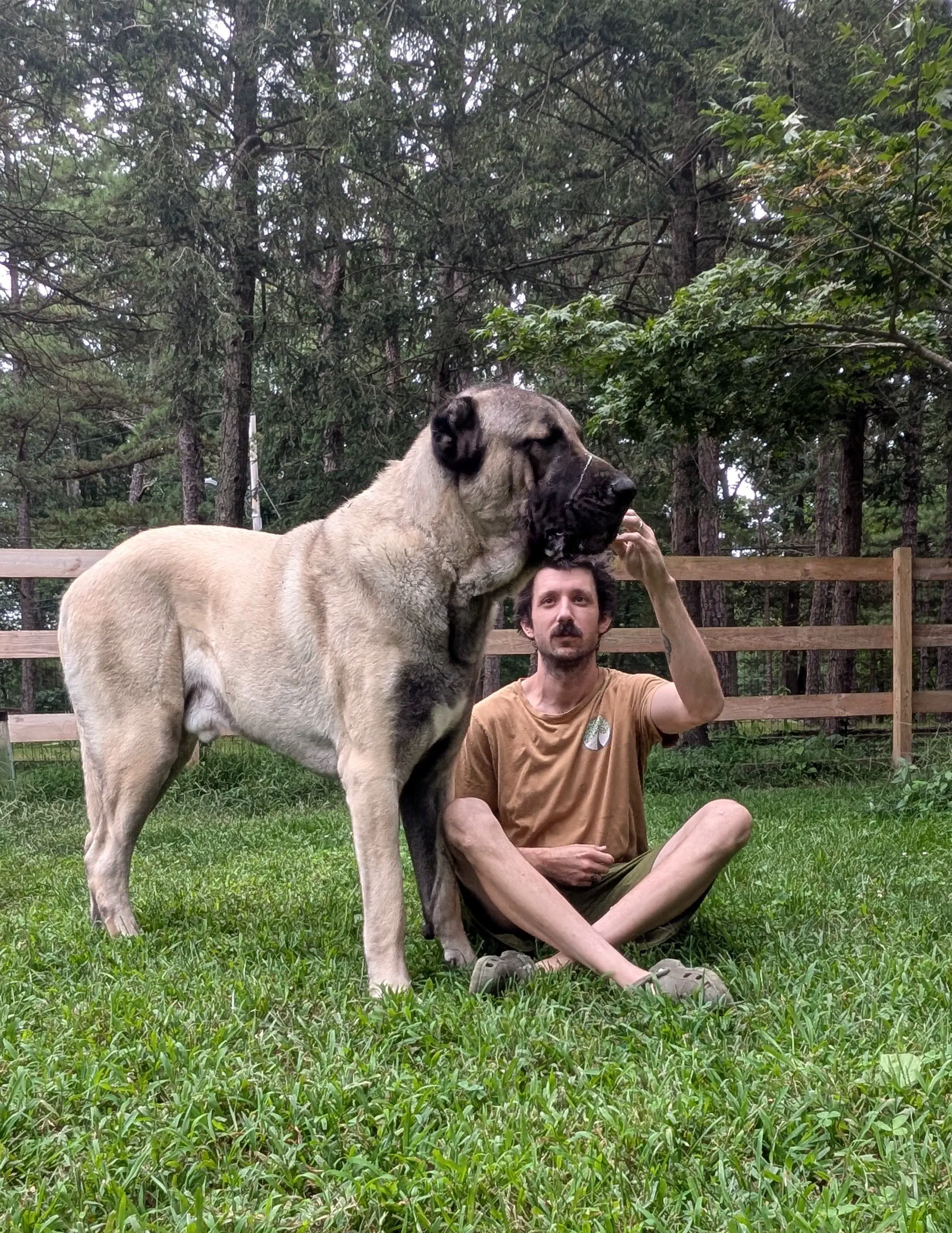 10 Whopping Oddities That Will Bend Your Mind! 🐾 19 Absolute Units of a dog