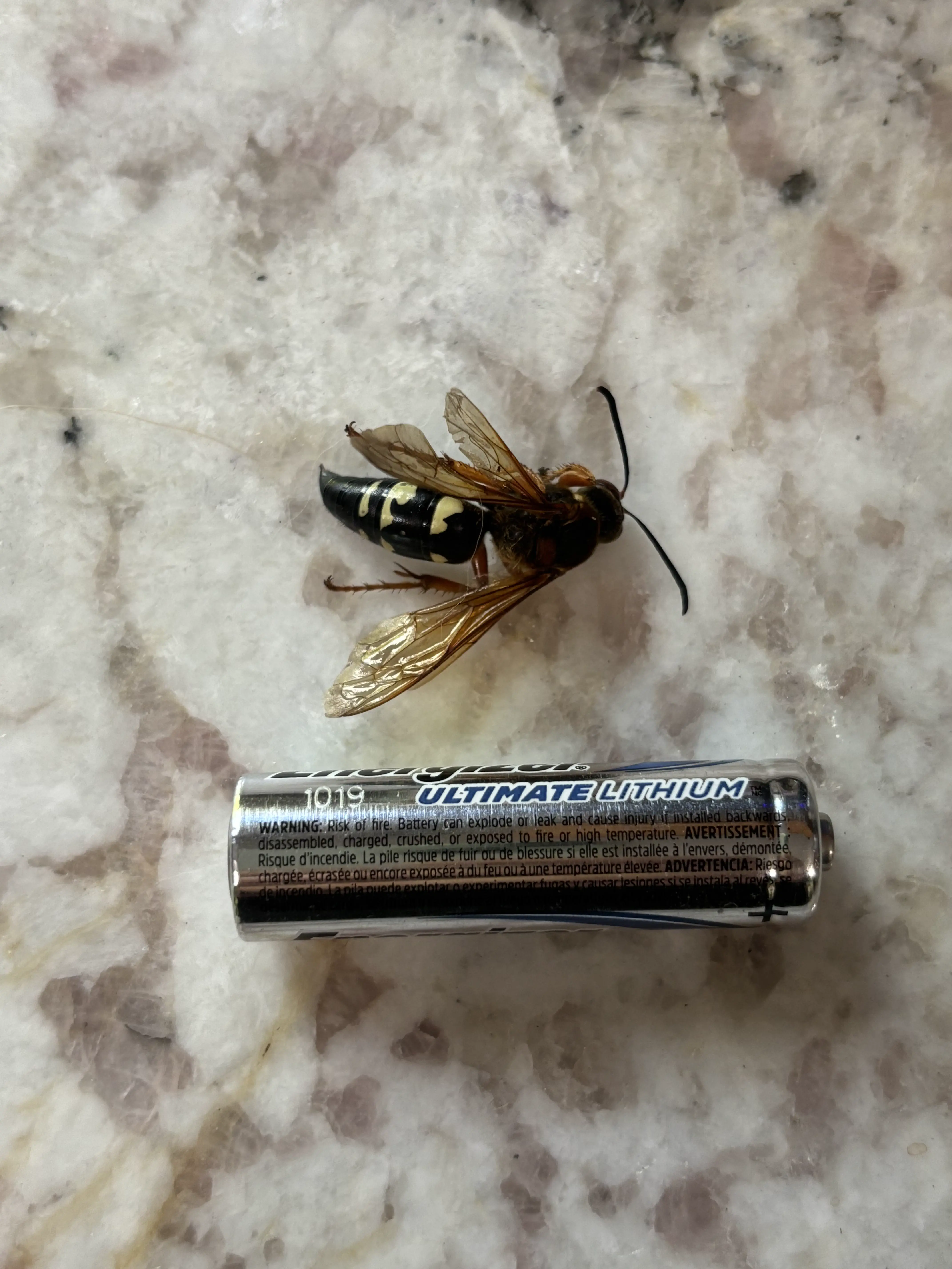 12 Shocking Absolute Units You'll Have to See! đČ 23 Absolute Units of a European Hornet that just stung me!