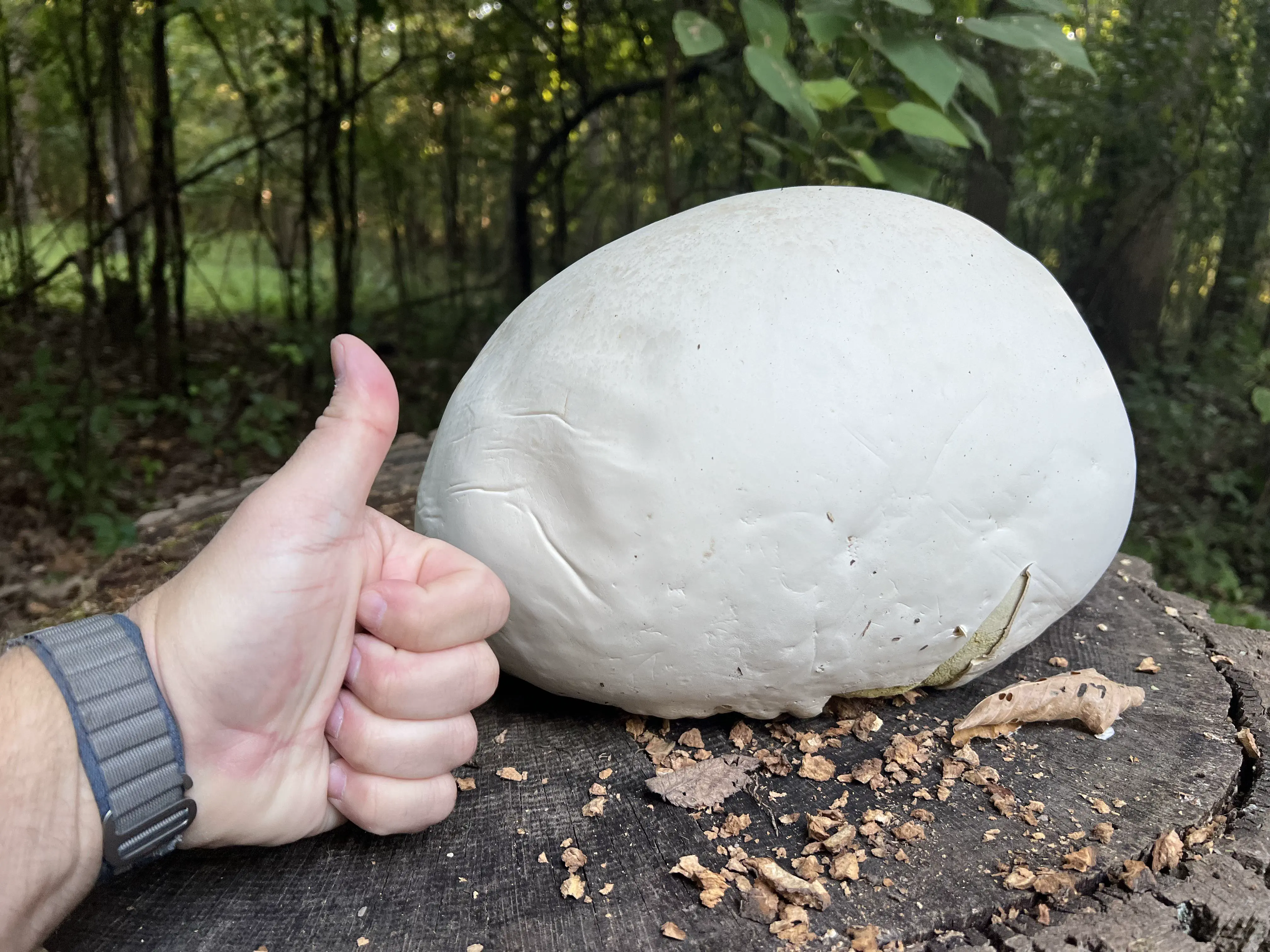 6 Incredible Absolute Units Guaranteed to Amaze You! đ€© 11 Absolute Units of a forest fungi.