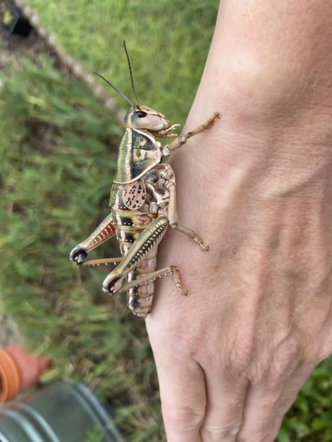 17 Colossal Creatures and Legends That Defy Size! 🦏🤯 34 Absolute Units of a grasshopper