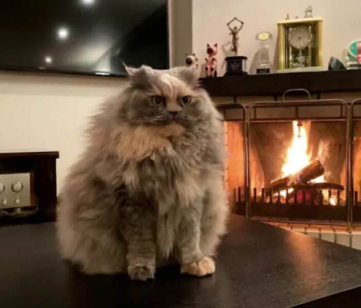 Uncovering 11 Massive Oddities That Will Leave You in Awe! 🐾 14 Absolute Units of a grumpy cat