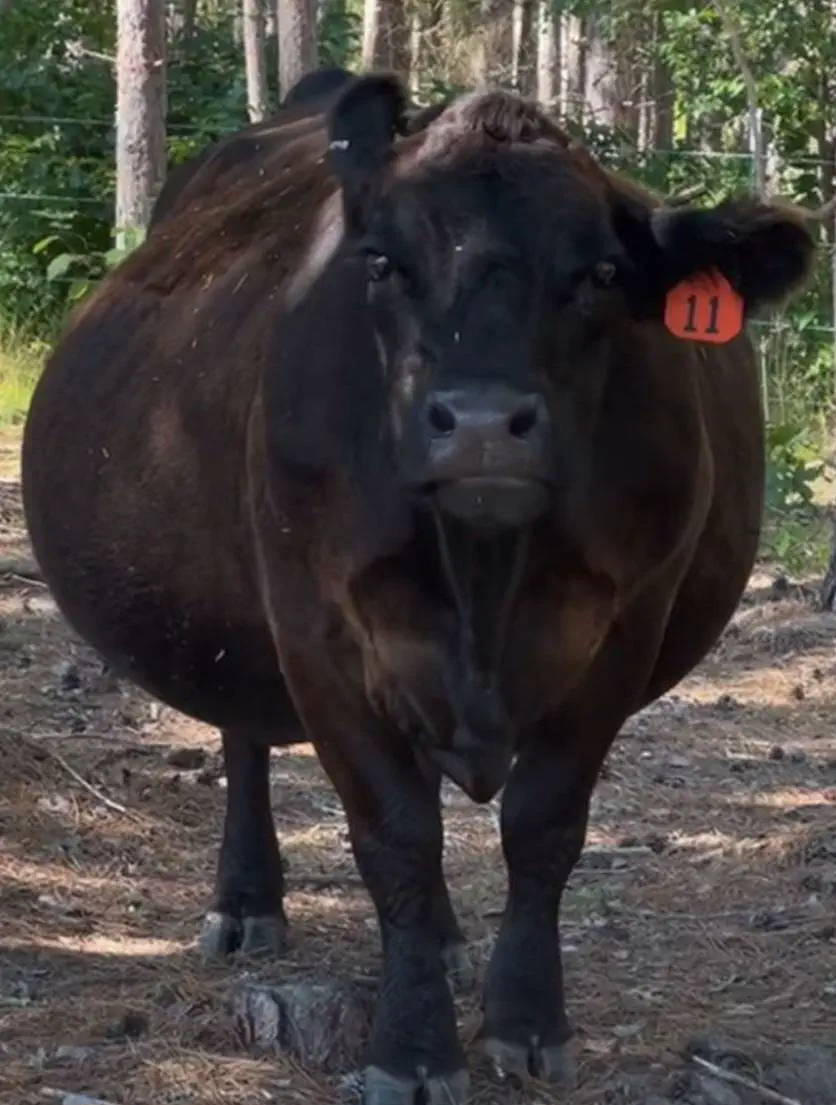 17 Colossal Creatures and Legends That Defy Size! 🦏🤯 31 Absolute Units of a heifer