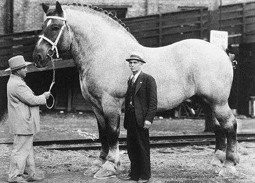 9 Unbelievable Oddities That Redefine 'Massive'! đđ 17 Absolute Units of a horse